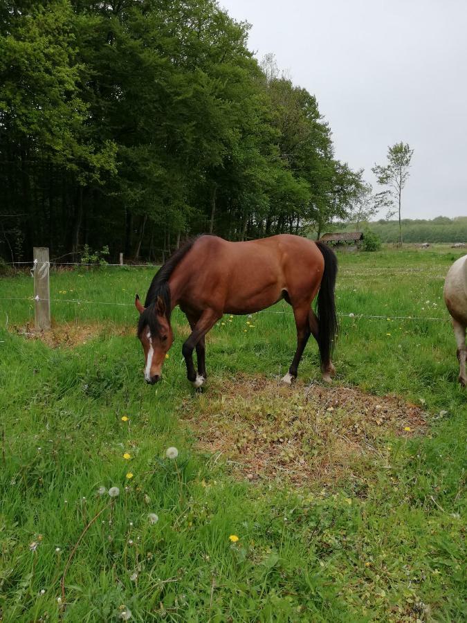 דירות סבנדבורג Tankefuld Living'S Horsefarm מראה חיצוני תמונה